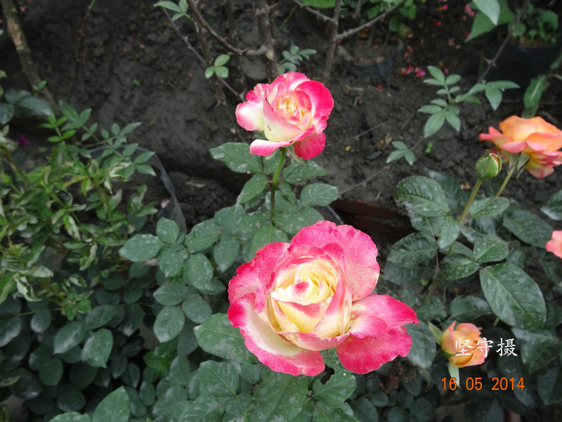 DSC08774.JPG