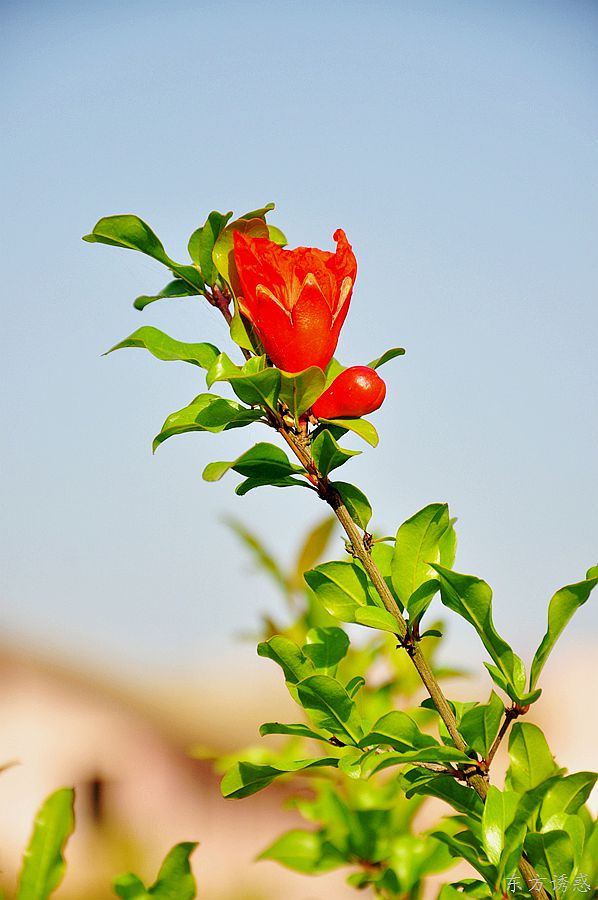ʪع԰053.jpg