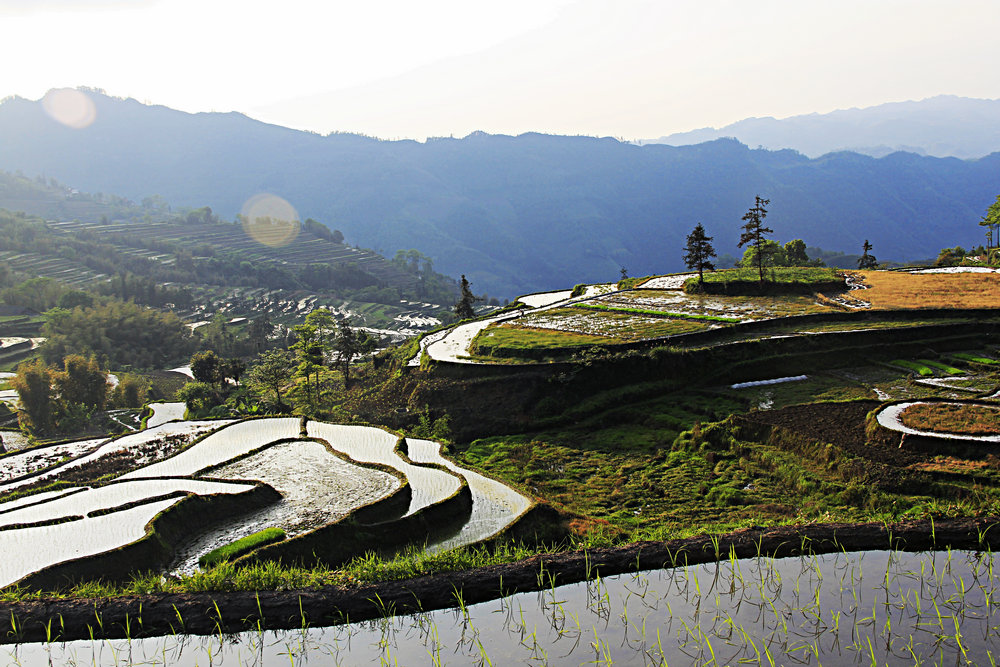 高石坎斜阳下的梯田