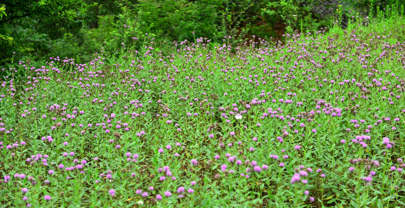 DSC_9105.jpg