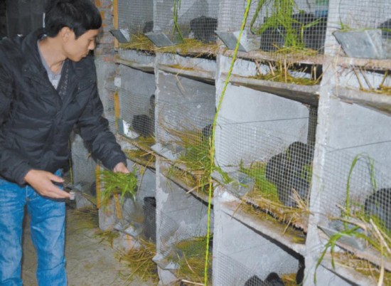 报   昨日,记者在南充市蓬安县两路乡太安街的丰和特种养殖场里见到