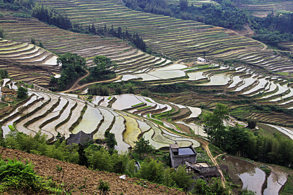 高石坎 梯田
