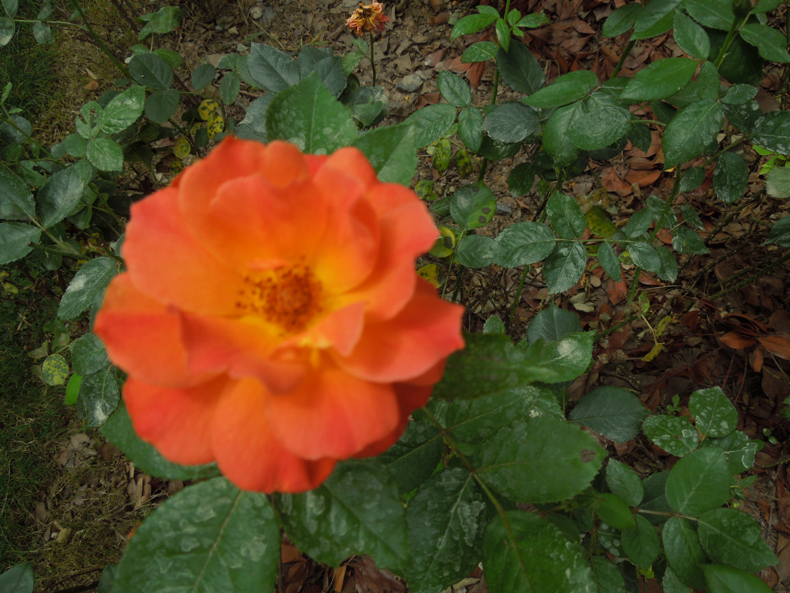 Ƭ 027.jpg