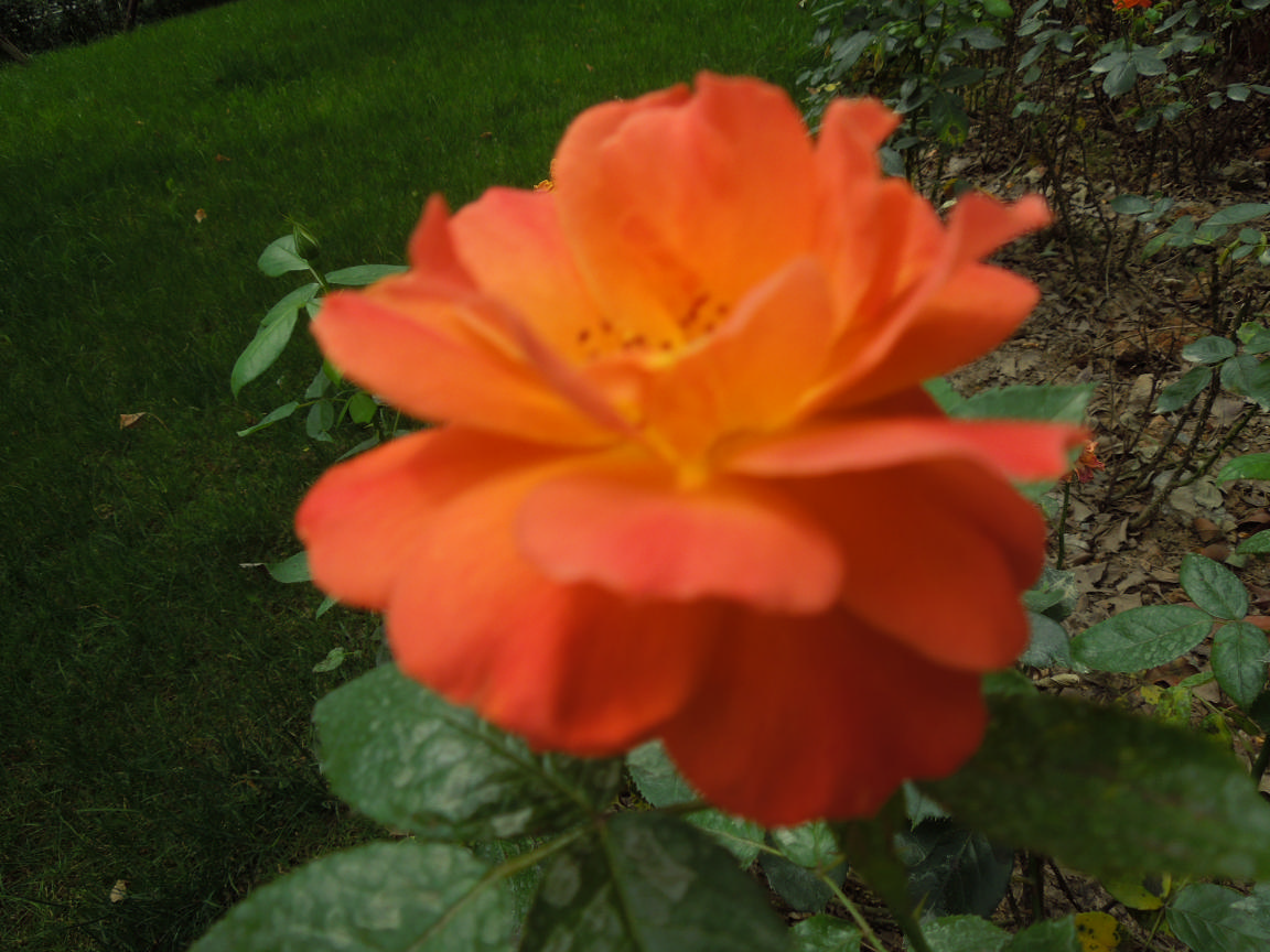 Ƭ 030.jpg