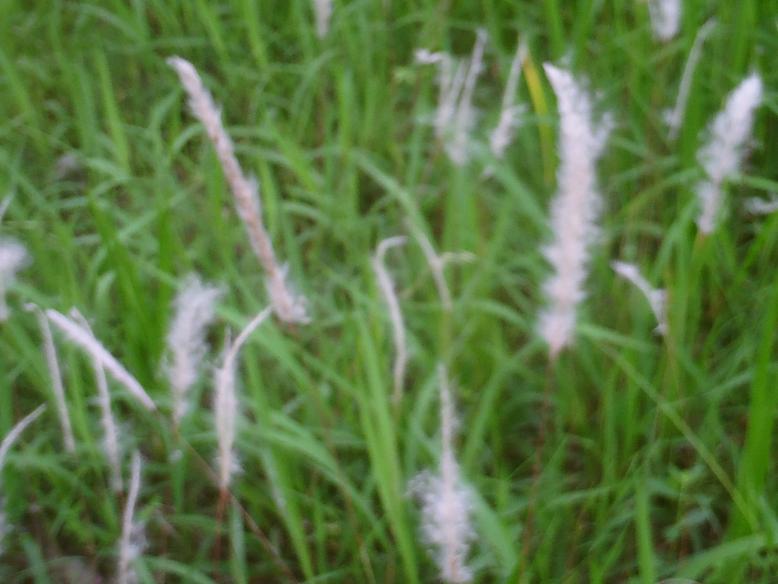 PICT4024.JPG