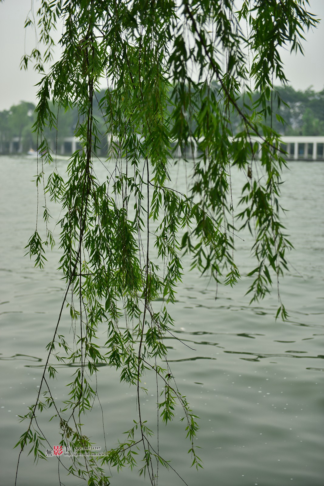 DSC_9526.jpg