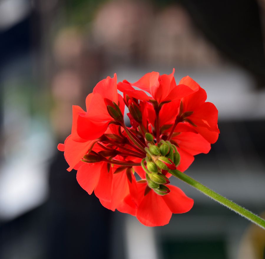 Ƭ 018.jpg