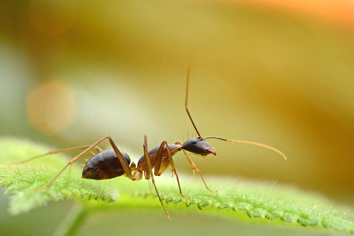 蚂蚁活着壁纸图片
