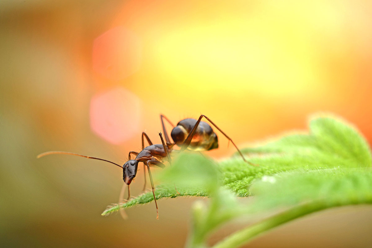 蚂蚁活着壁纸图片