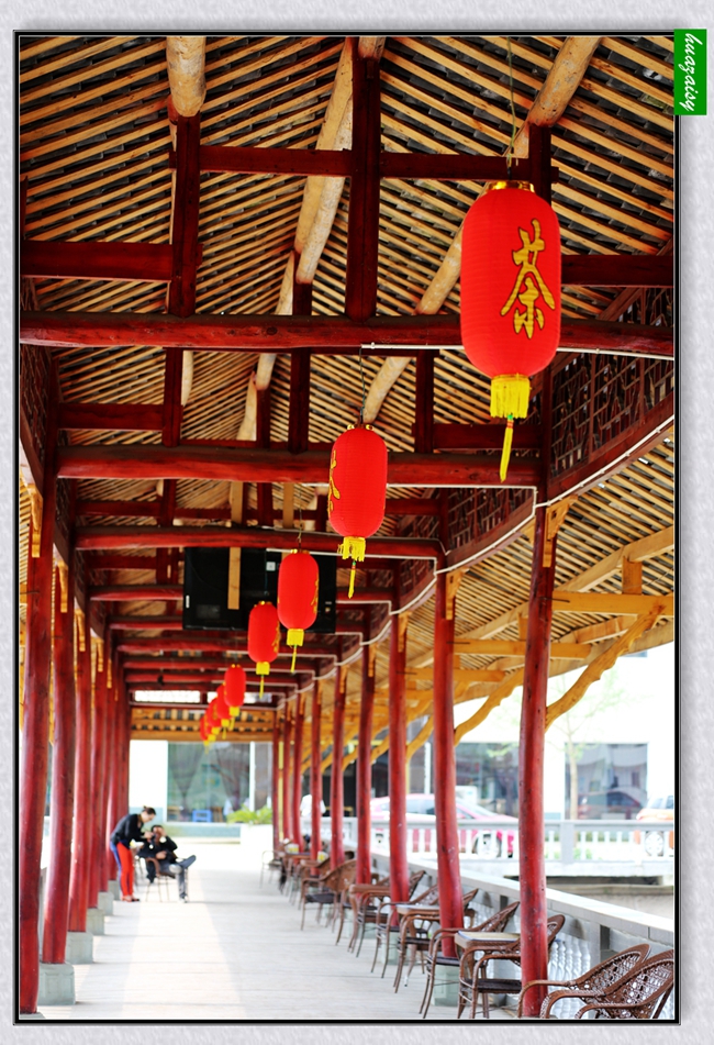 落玉盘-南部县乡村旅游点望月村莲叶随拍-南充论坛-麻辣社区 四川第一