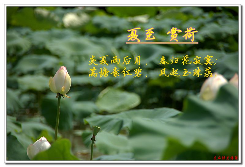 nikonD5020140614 100_.jpg