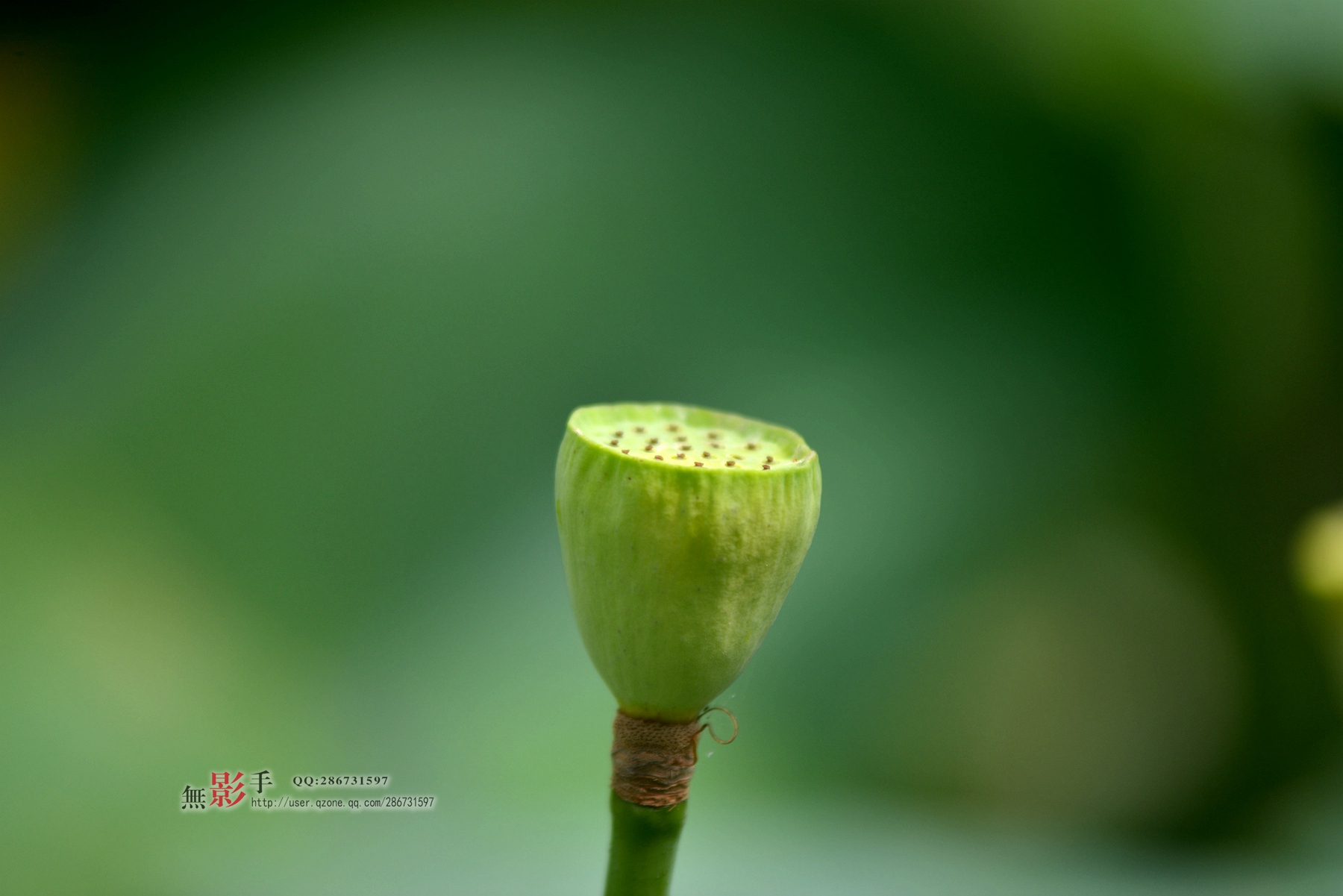 DSC_0781.jpg