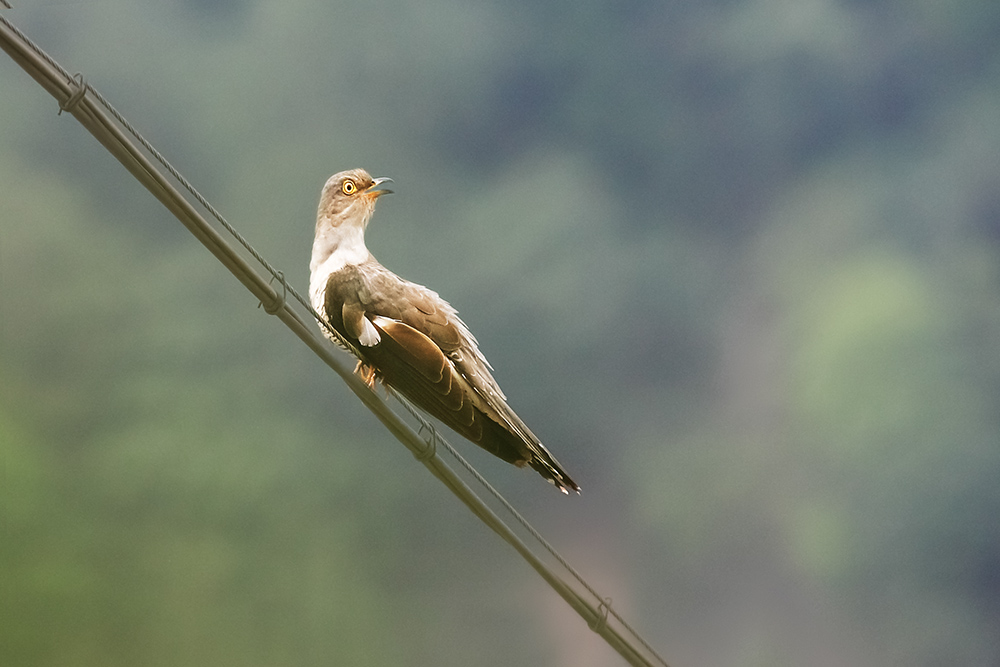 布穀鳥兒咕咕叫