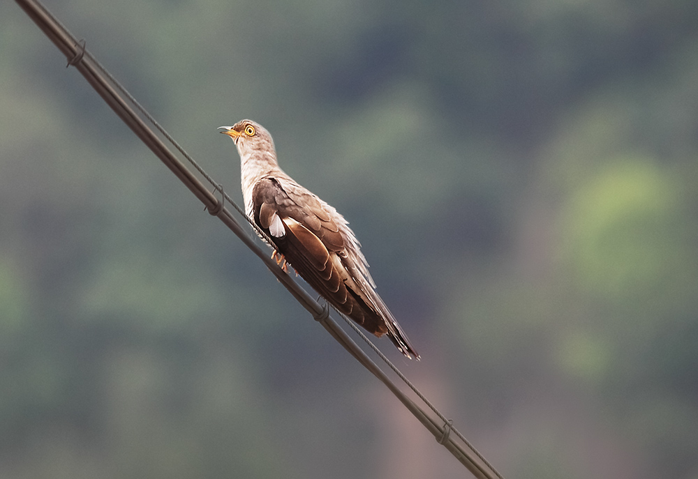 布穀鳥兒咕咕叫