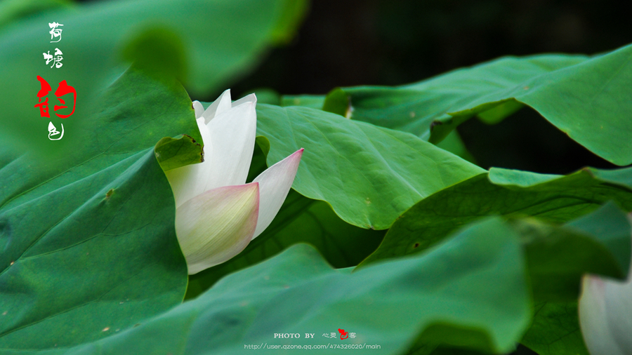 DSC_7061.jpg