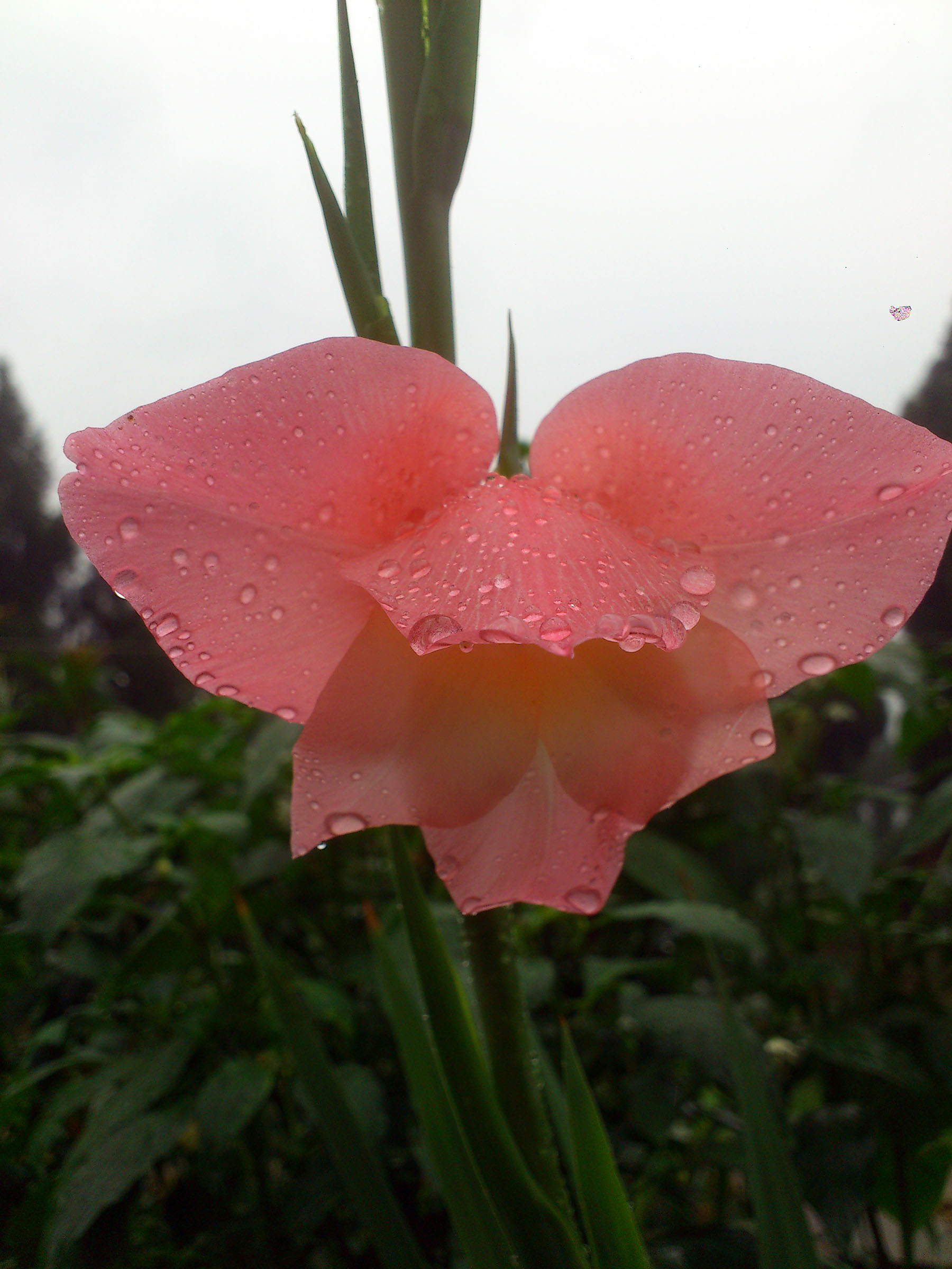 DSC_1626.jpg