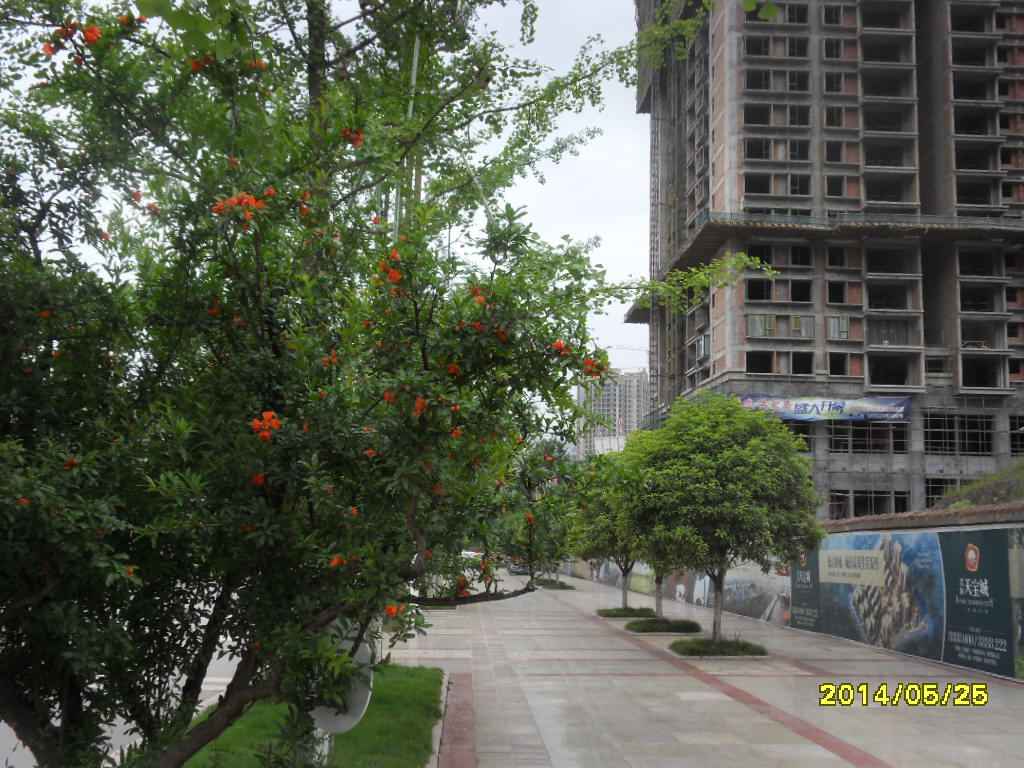SDC12644.JPG