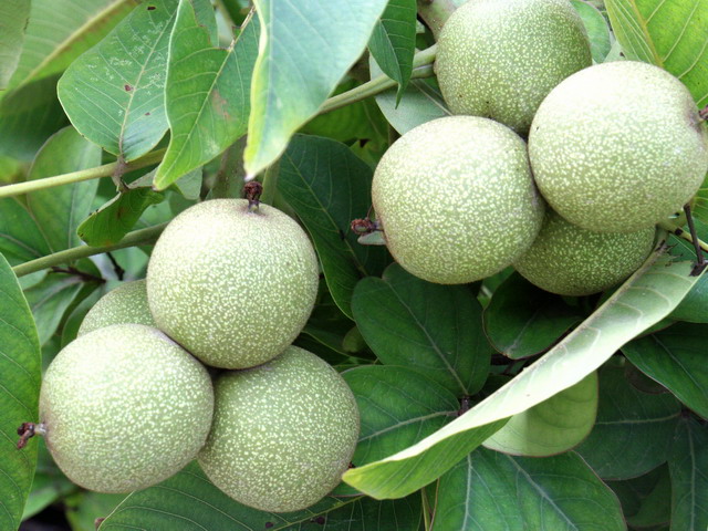 AMBA0222.JPG