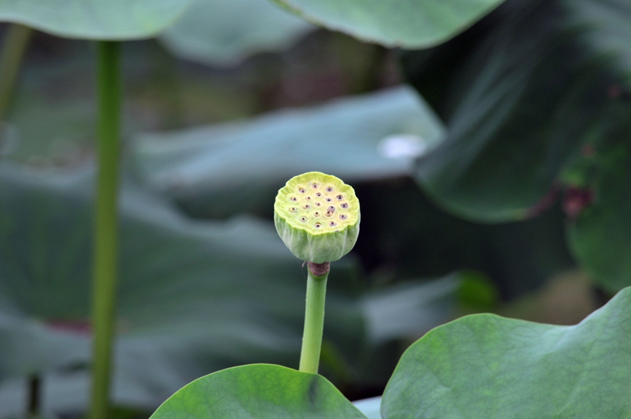 CSC_0563.JPG