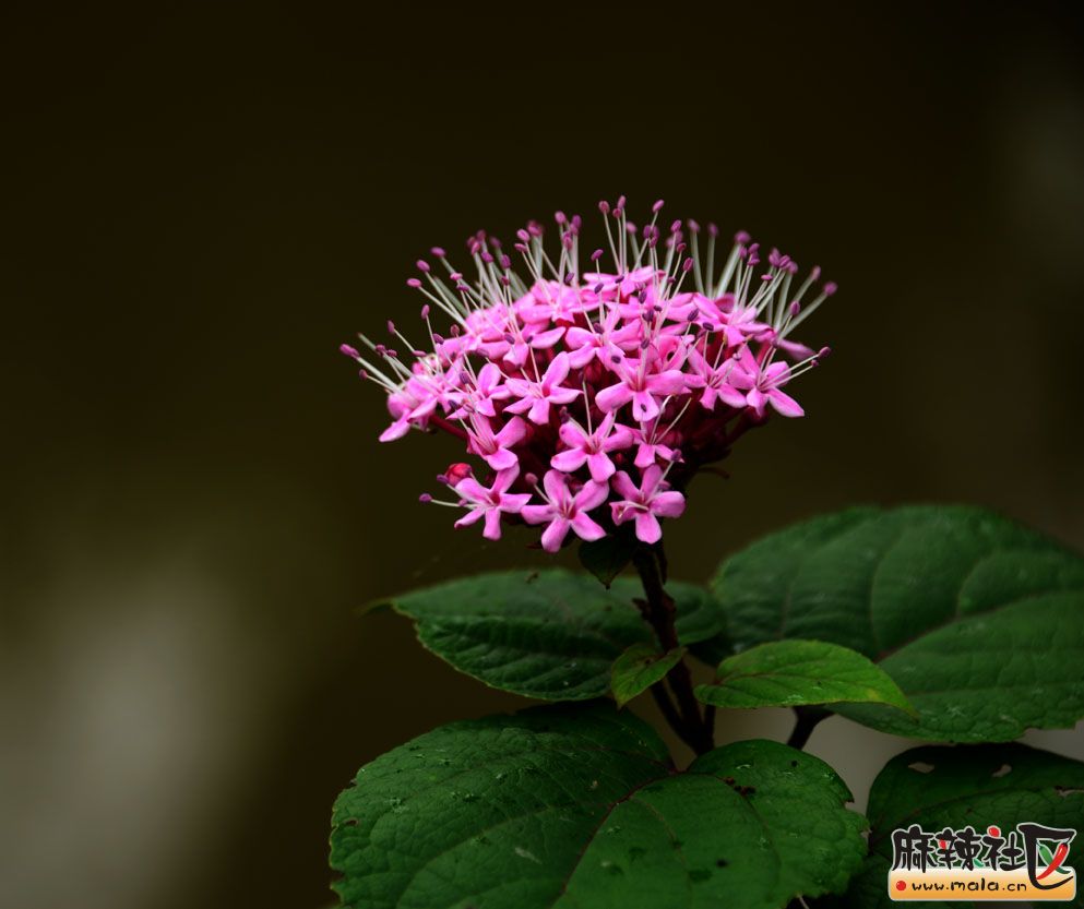 DSC_4356.jpg