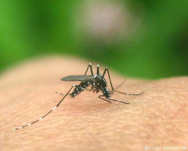 那种全身银白色的蚊子咬人最痛!