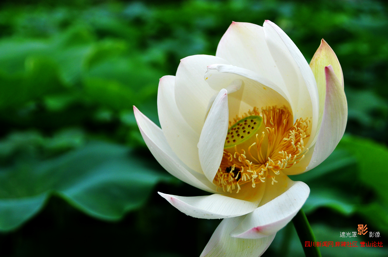 Ƭ 096.jpg
