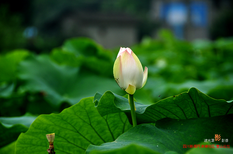 Ƭ 002.jpg