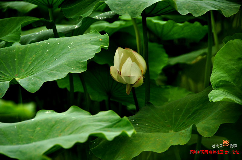 Ƭ 011.jpg