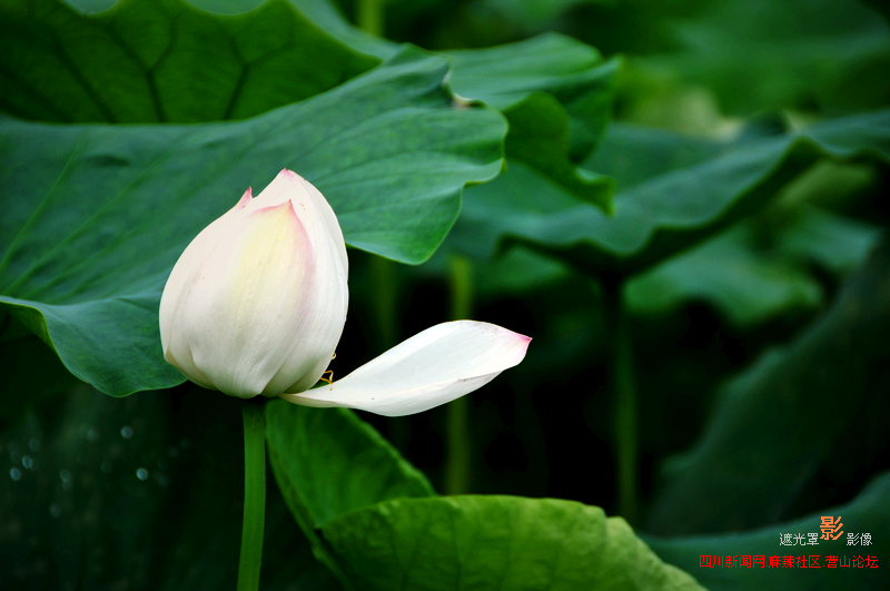 Ƭ 049.jpg