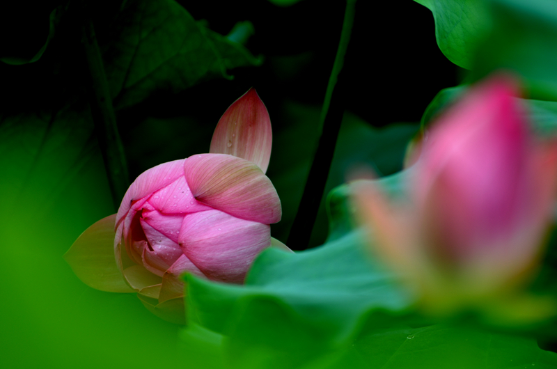 DSC_1009_.jpg