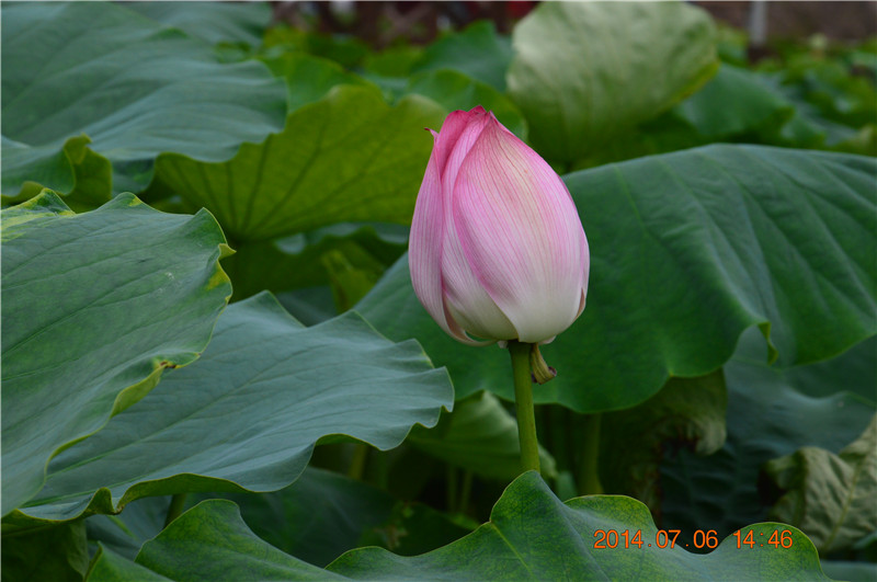 DSC_0262.jpg