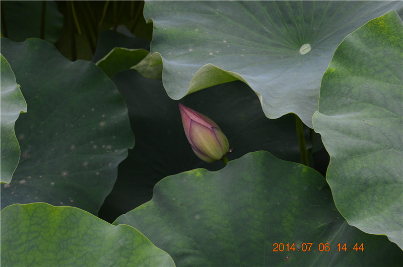 DSC_0256.jpg
