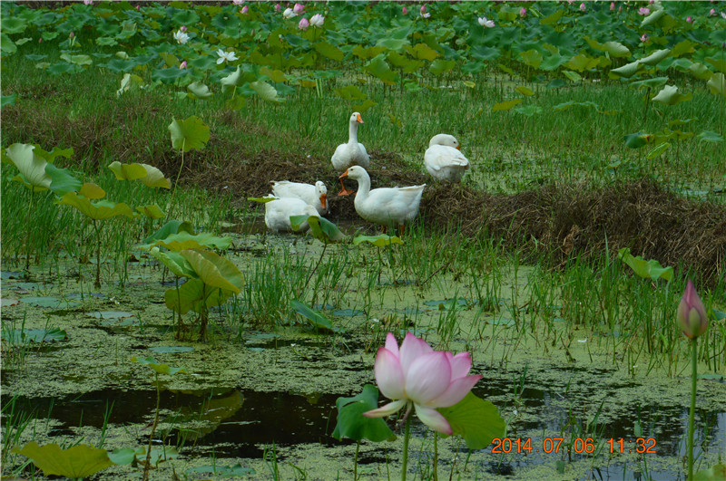 DSC_0184.jpg
