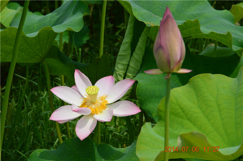 DSC_0176.jpg
