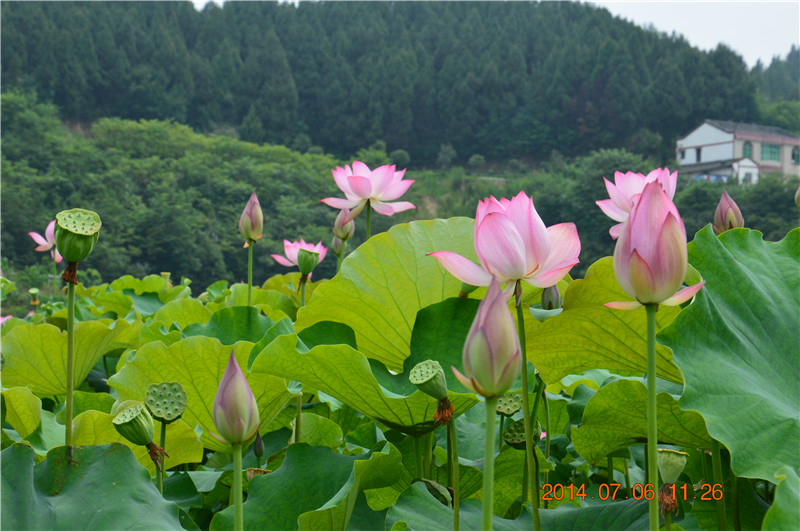 DSC_0175.jpg