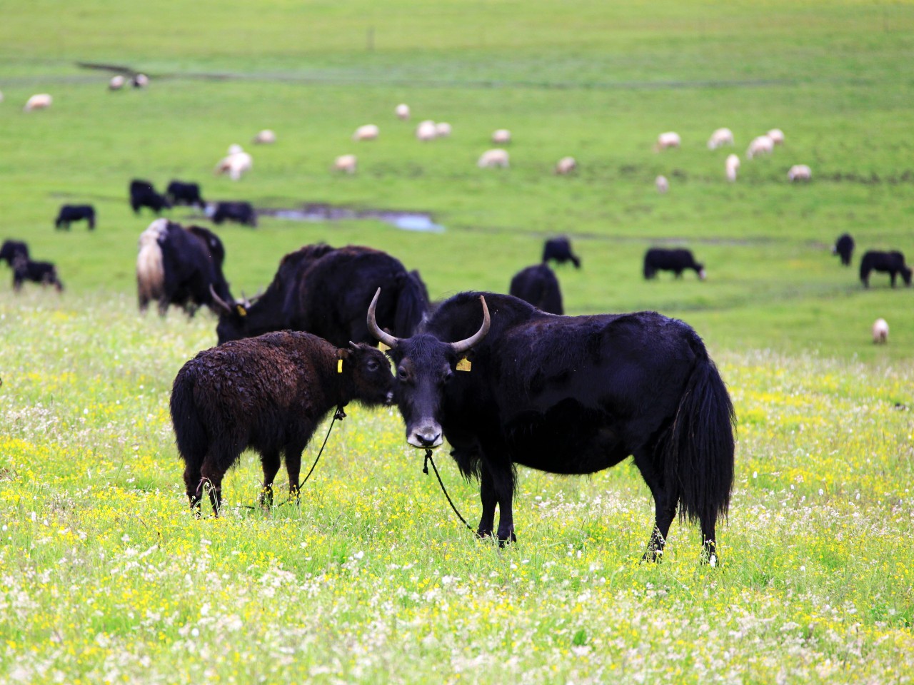 牦牛被称作高原之舟，主要分布在喜马拉雅山脉和青藏高原 - 知乎