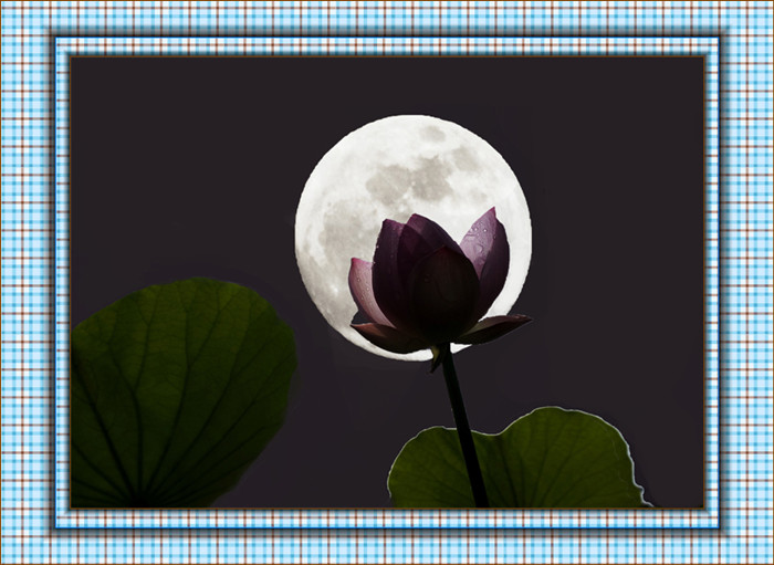 月亮下的荷花!副本xxxxxx.jpg