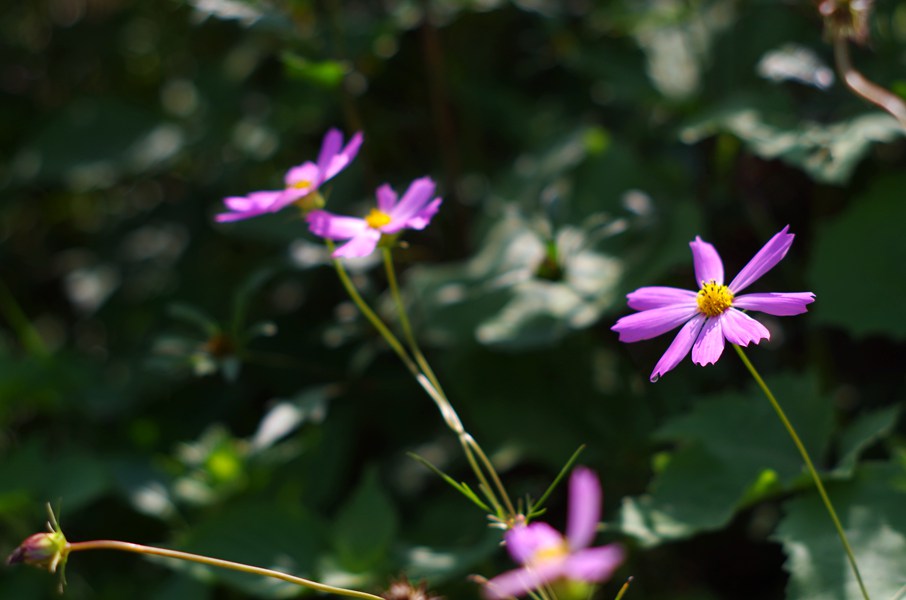 IMGP3234_.jpg