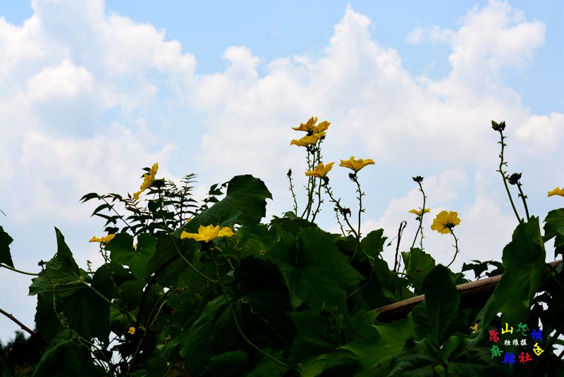 DSC_0043.JPG
