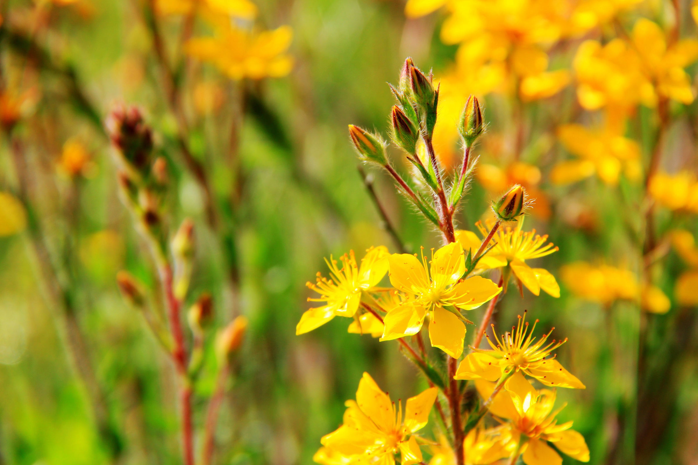 甘孜新龙通宵坝子上的格桑花海复制链接