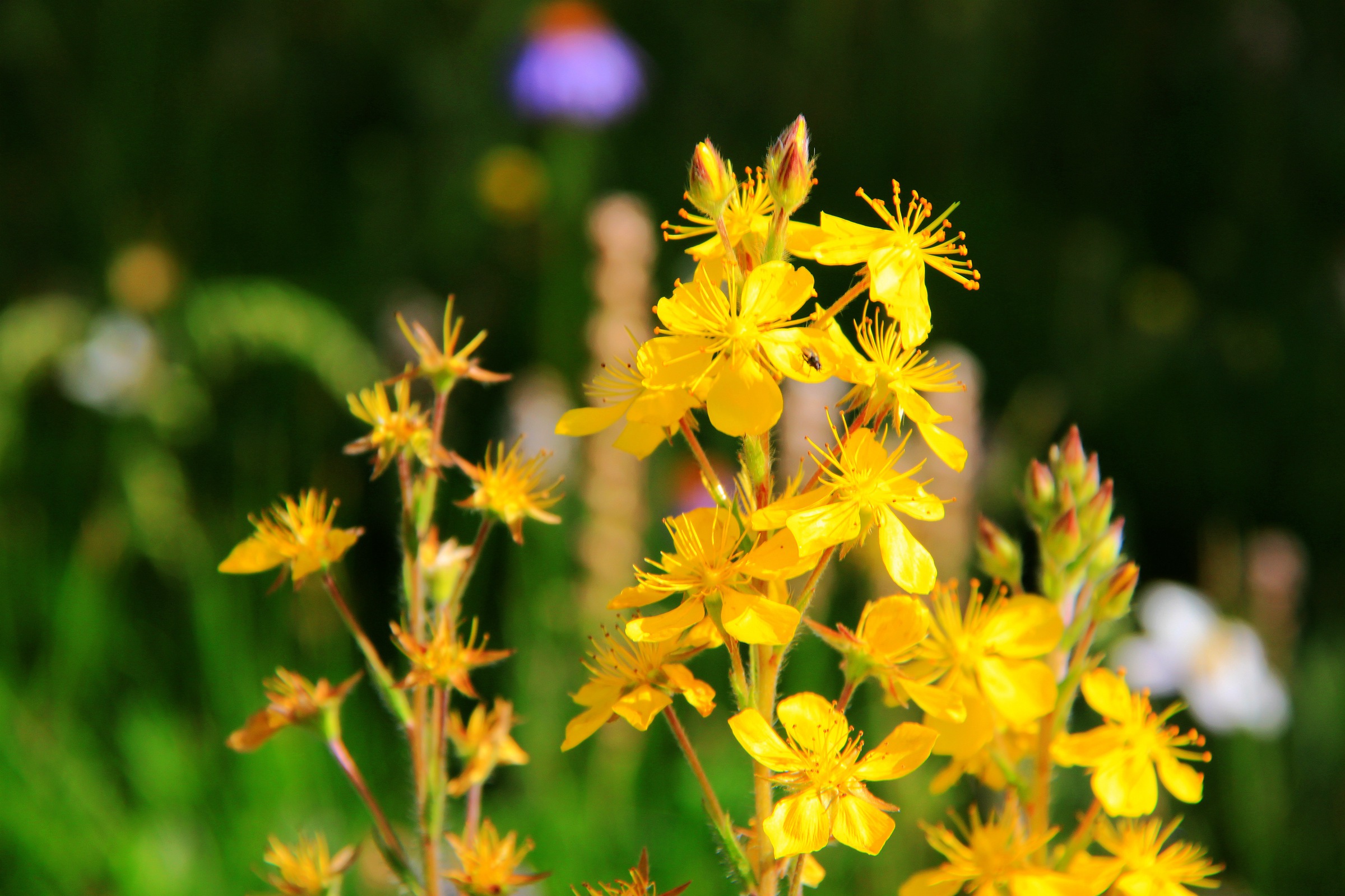 甘孜新龙通宵坝子上的格桑花海复制链接