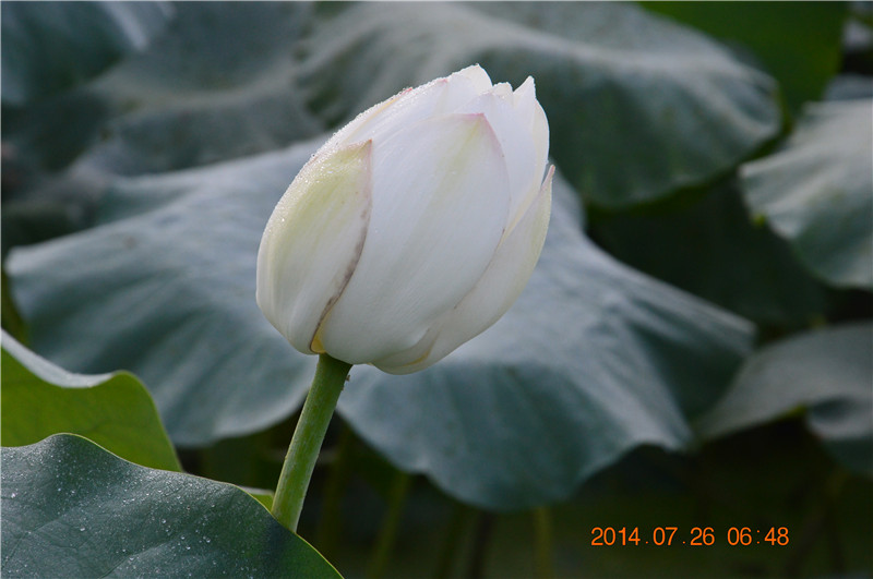 DSC_0159.jpg