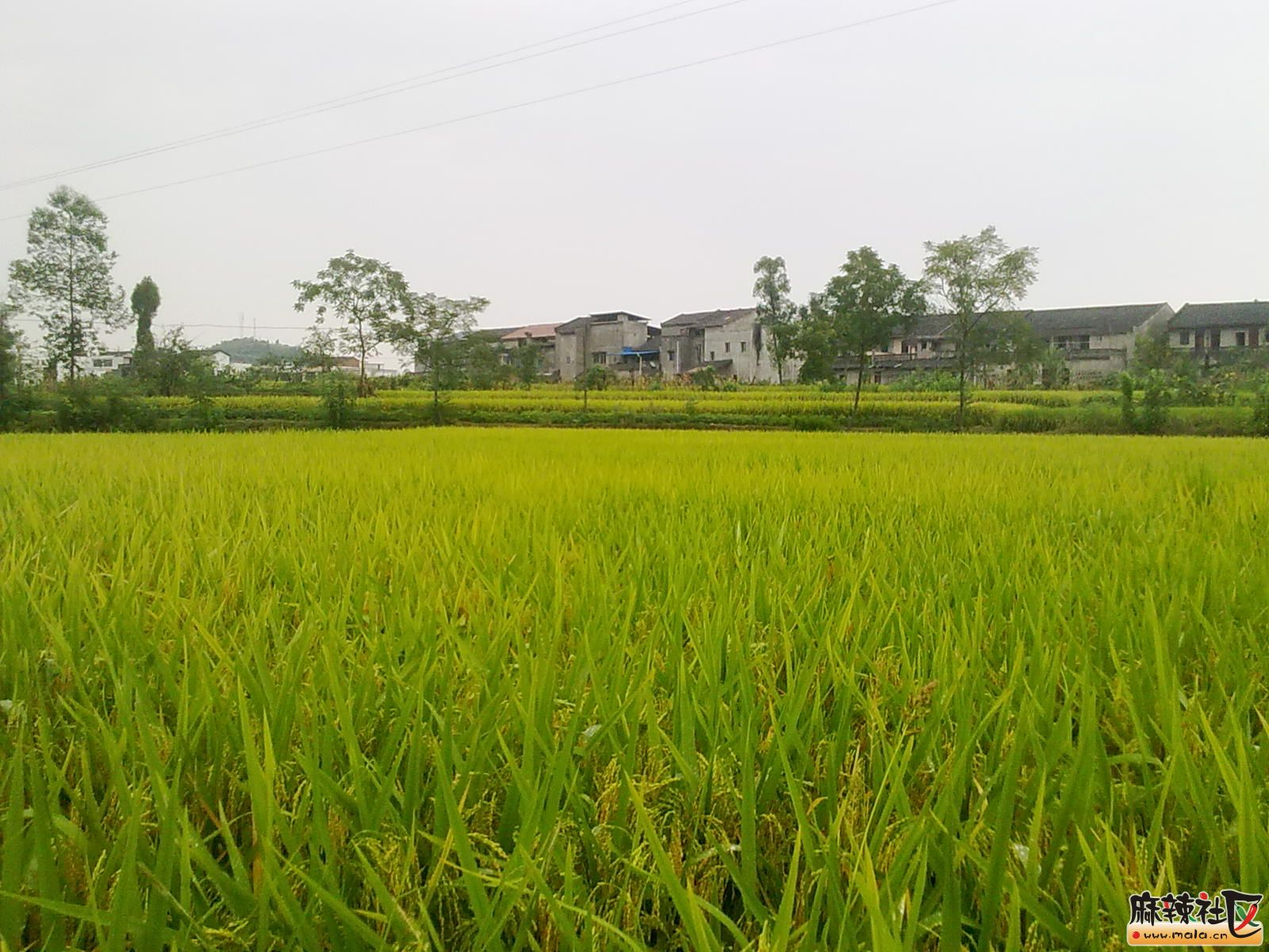 Ƭ 025.jpg