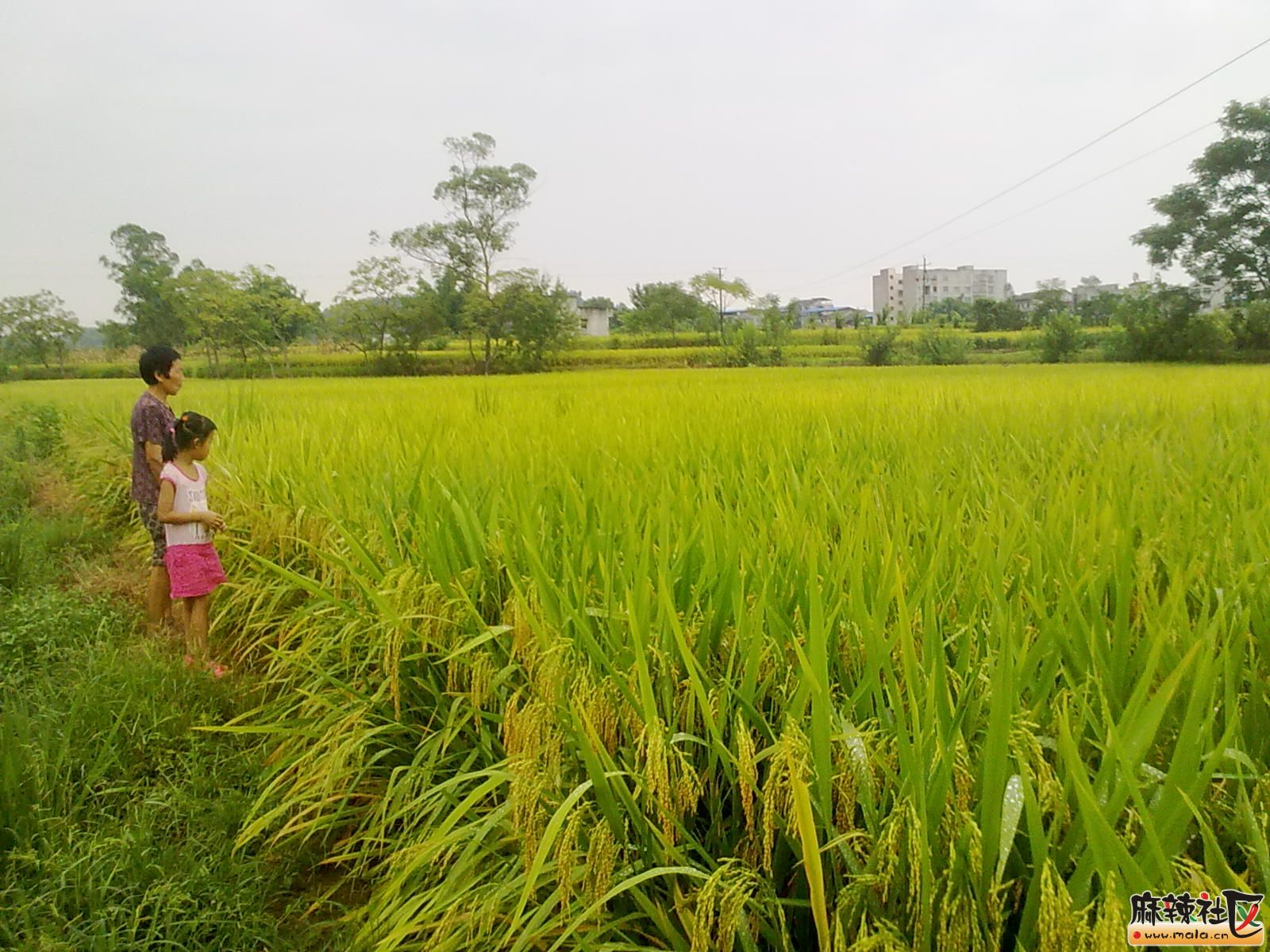 Ƭ 029.jpg