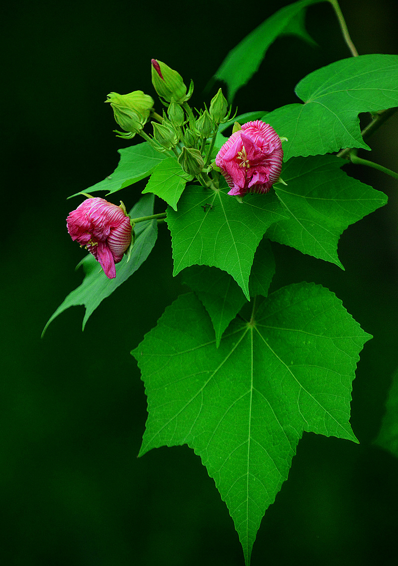 盛夏初拍芙蓉花