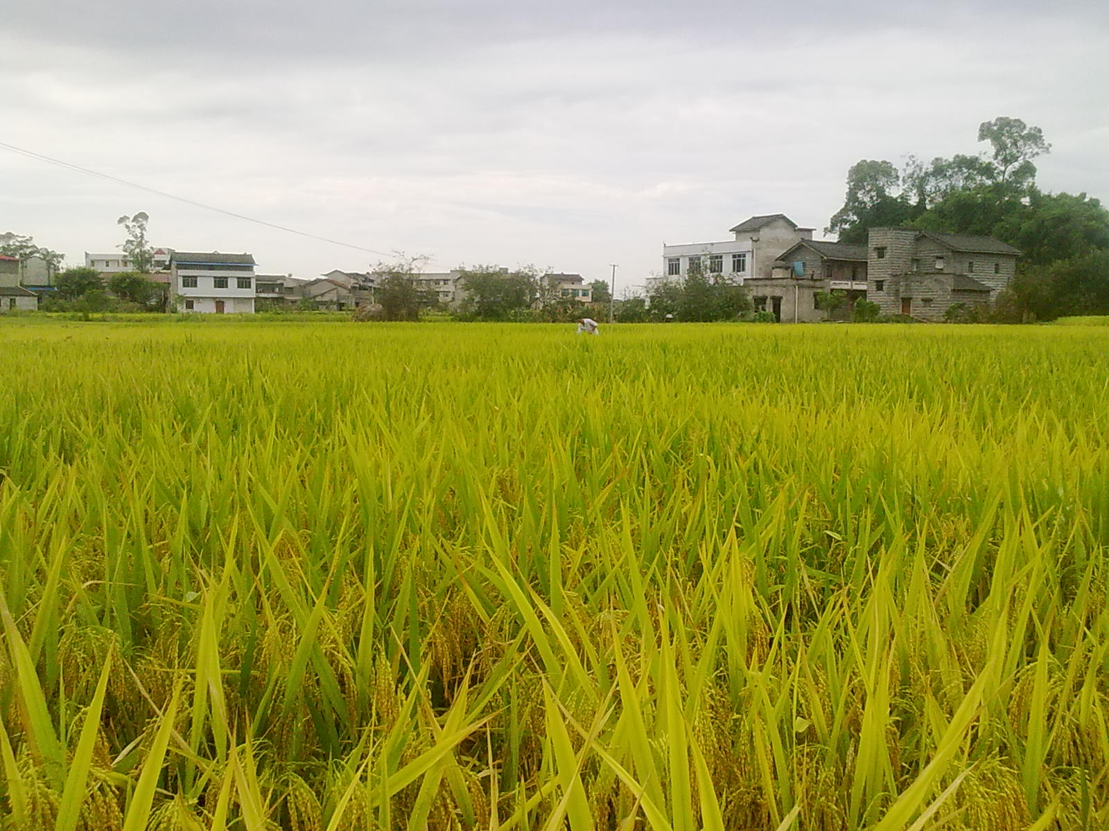 Ƭ 014.jpg