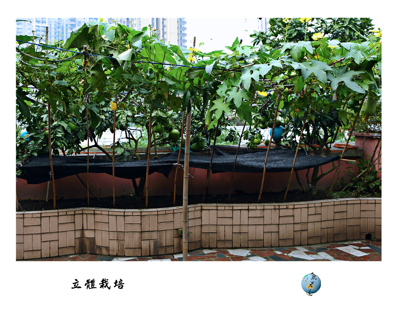 楼顶花园的立体栽培
