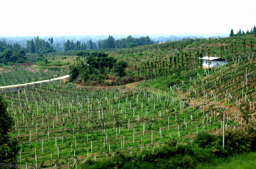 都江堰市胥家第二届猕猴桃采摘节采风