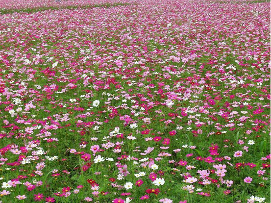 落坐在大夏河畔格桑花草原是甘南一块光彩夺目的宝石,充满了独具特色