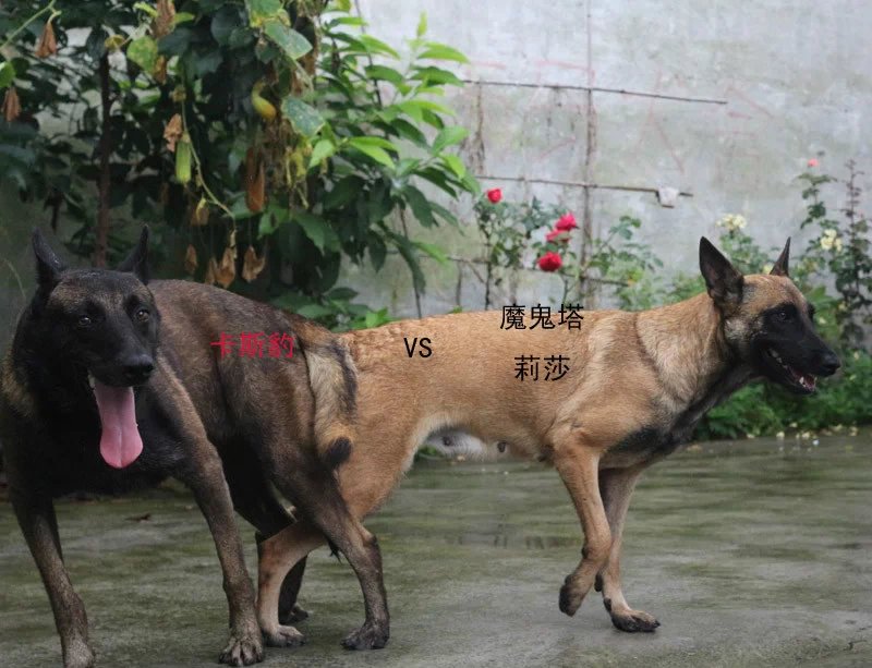 马犬与昆明杂交后代图图片